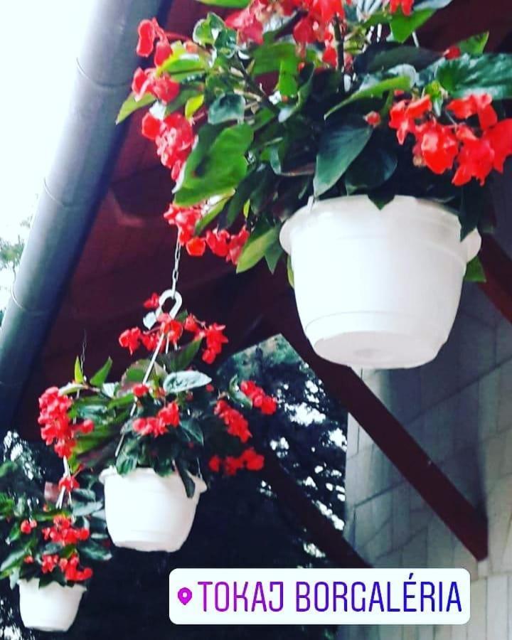 Hotel Borgaléria Tokaj Esterno foto